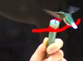Hummingbird