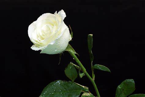 White Rose