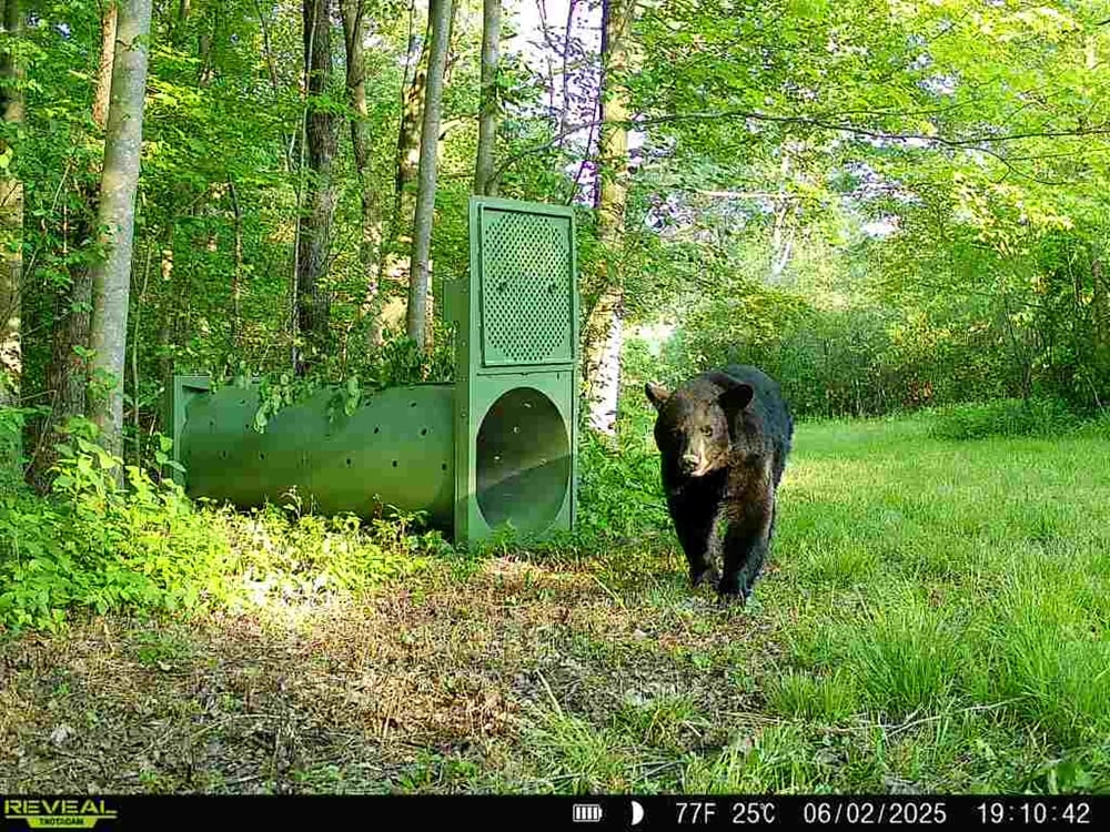 Bear 1