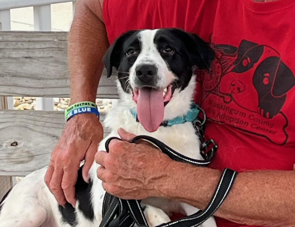 Dog Of Week Maggie