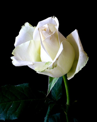 White Rose2