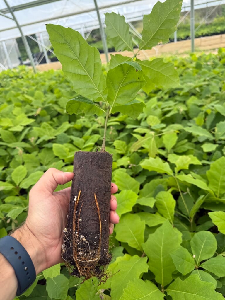 Buckeye Nursery