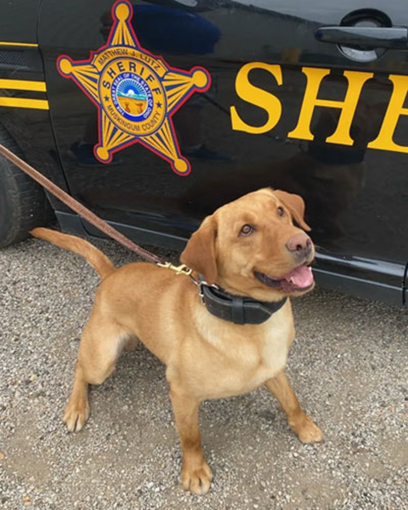K-9 Officer Cooper