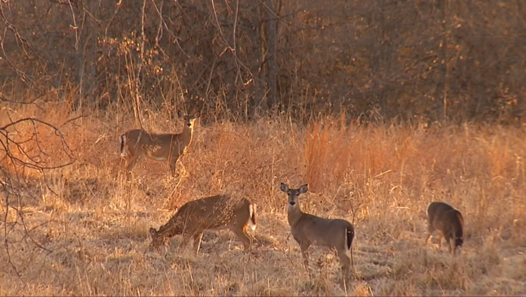 Deer grazing in the woods.