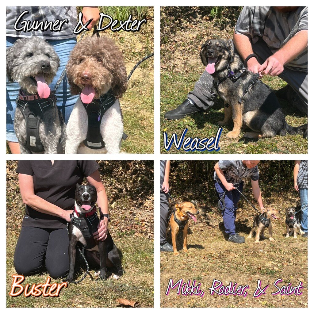Many faces of the Animal Shelter Society