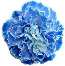 Carnation