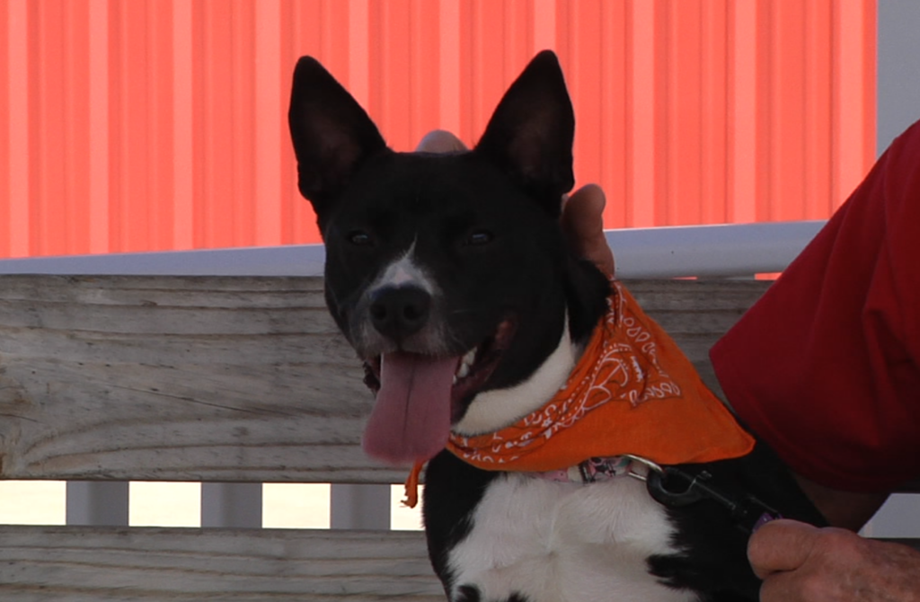 Buffy the Dog of the Week