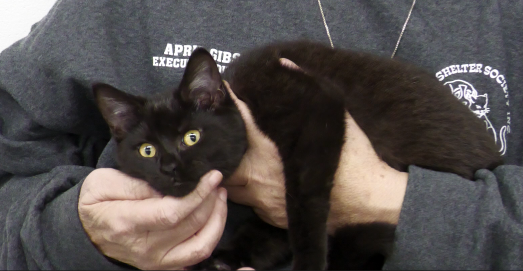 Magic is the pet of the week at the Animal Shelter Society in Zanesville.