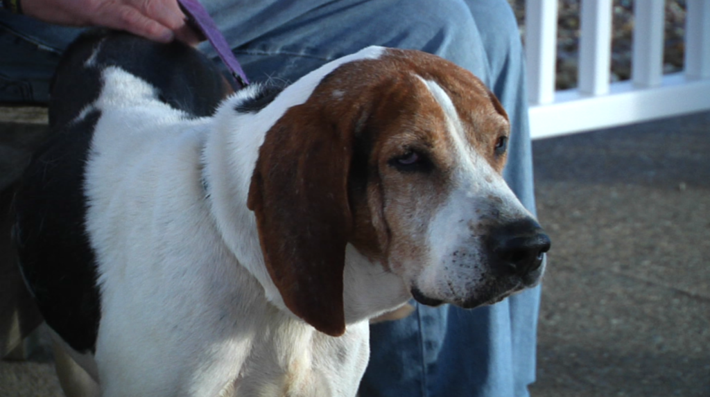 Kershaw is the Dog of the Week