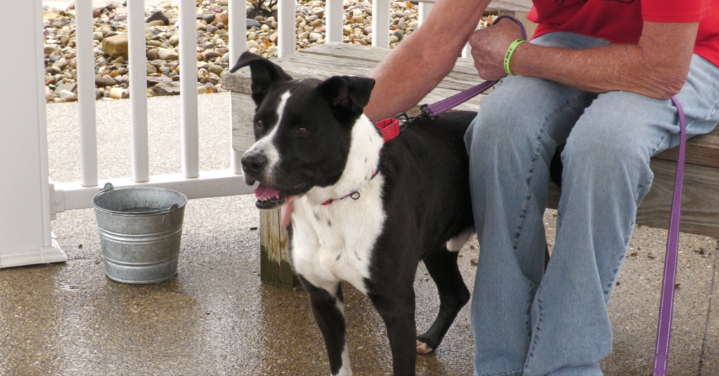 Louie, the dog of the week.