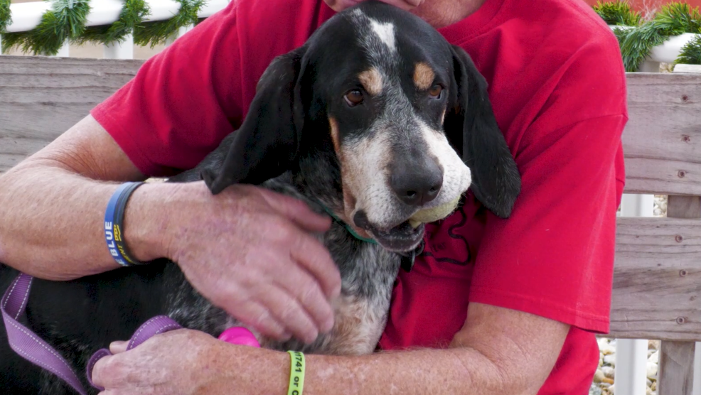 Huckleberry is the Dog of the Week