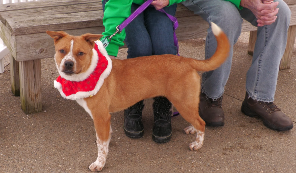 Hallie the Dog of the Week