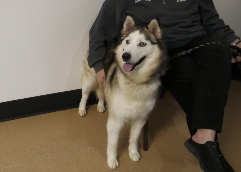 Bella the Husky from the Animal Shelter Society Inc.