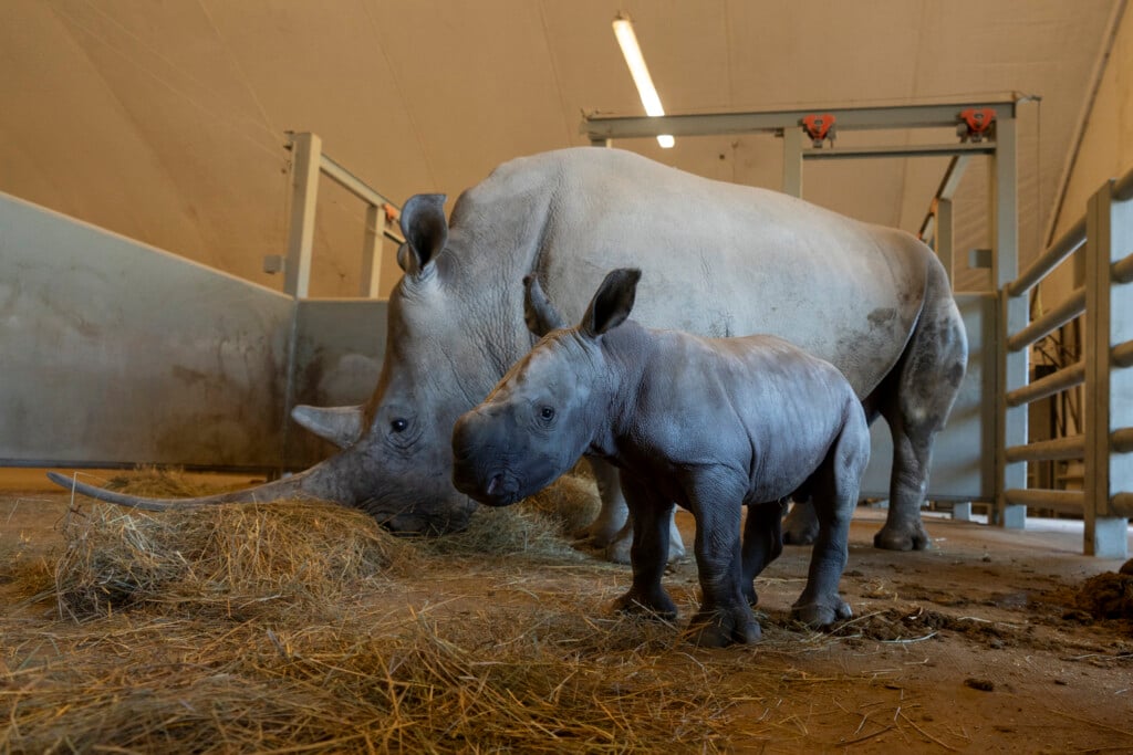 Southern White Rhino Calf (male)