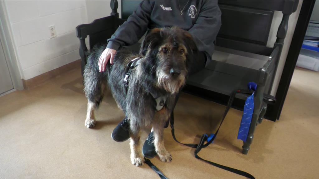 Hank the Pet of the Week