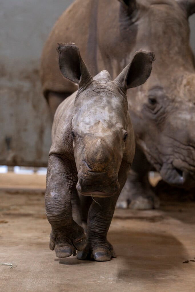 Southern White Rhino Calf (kali's Female)