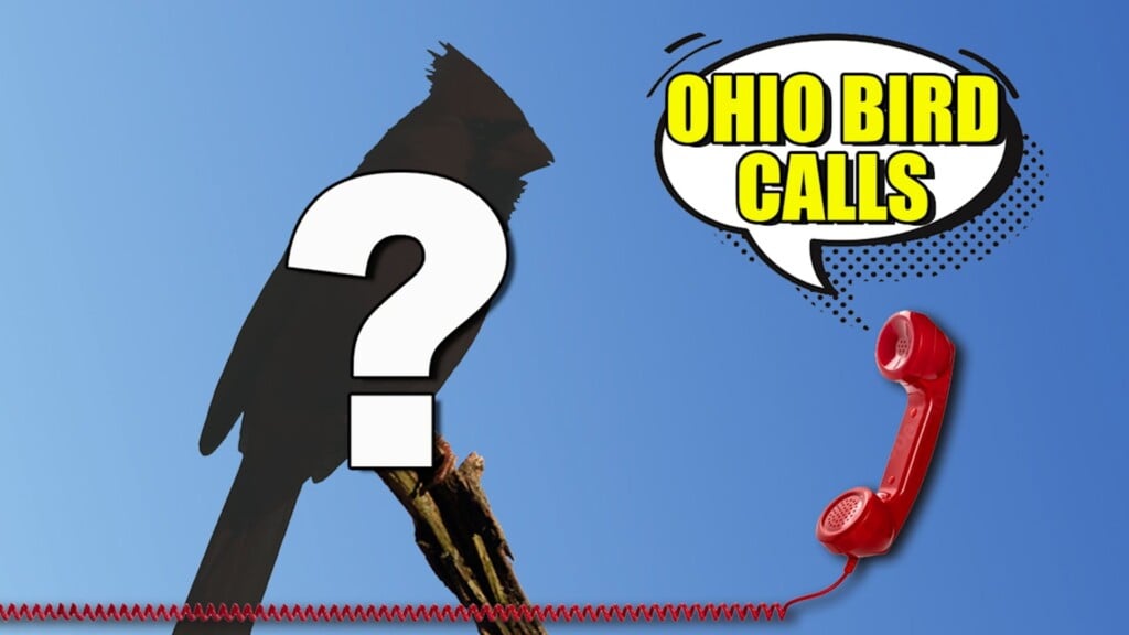 Perry Co. Park Who's Calling?