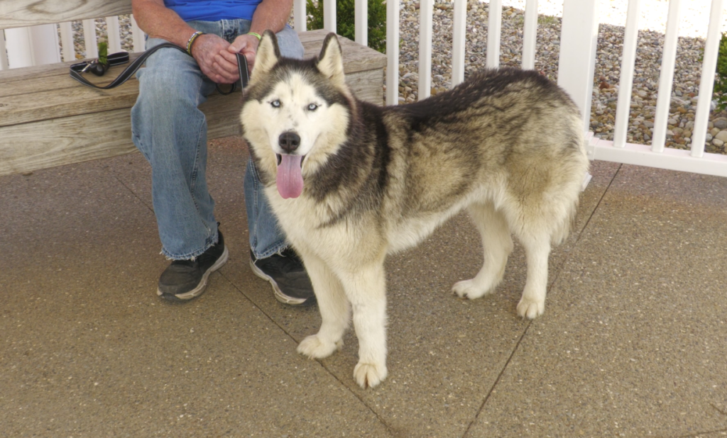 Charles Lickens, Dog of the Week.