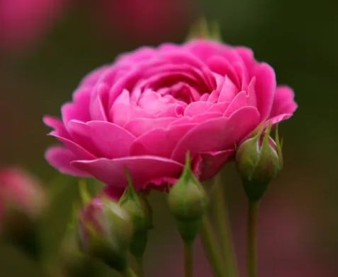 Pink Rose Pic