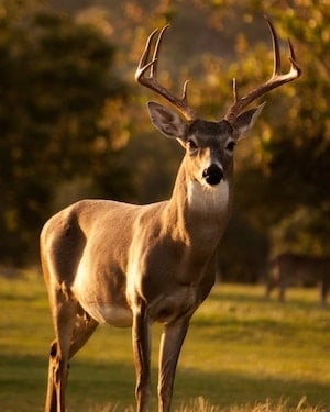 Deer 01