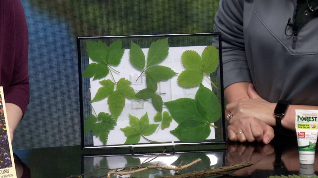 Leaf