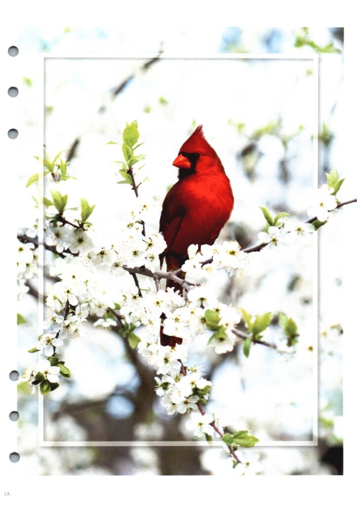 Cardinal Pic