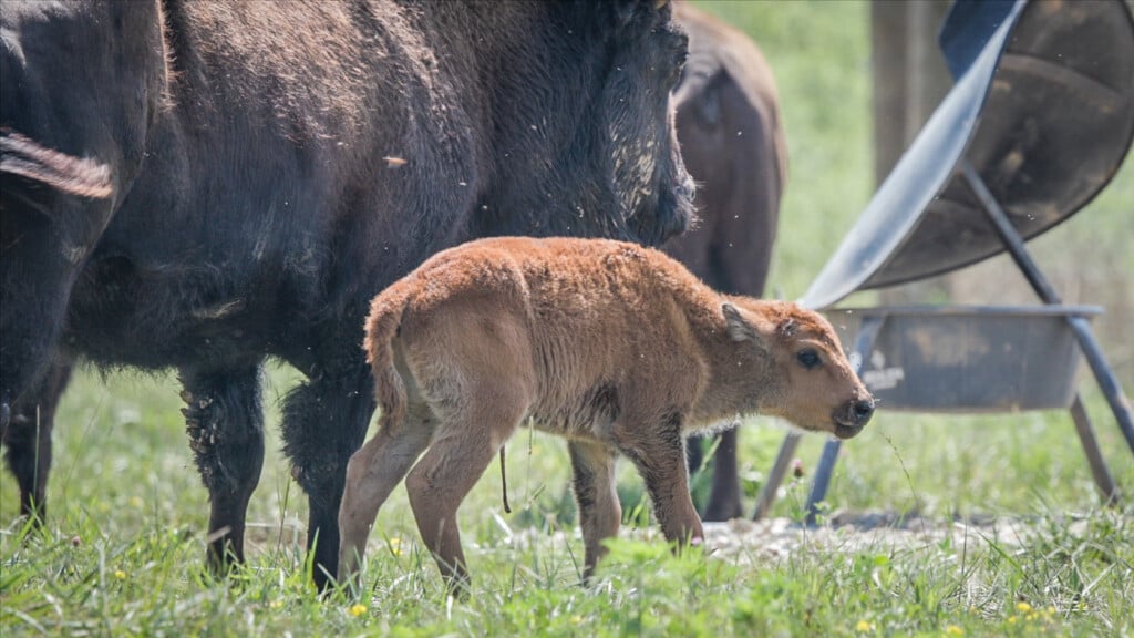Apphills Babybison 20july2026 13