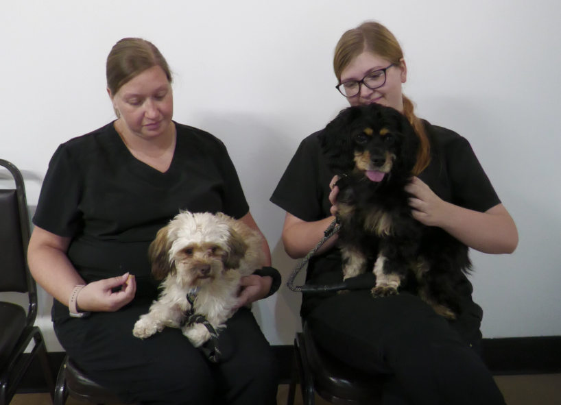 Hana (left0 and Sari (right) are this week's Pet of the Week at the Animal Shelter Society.