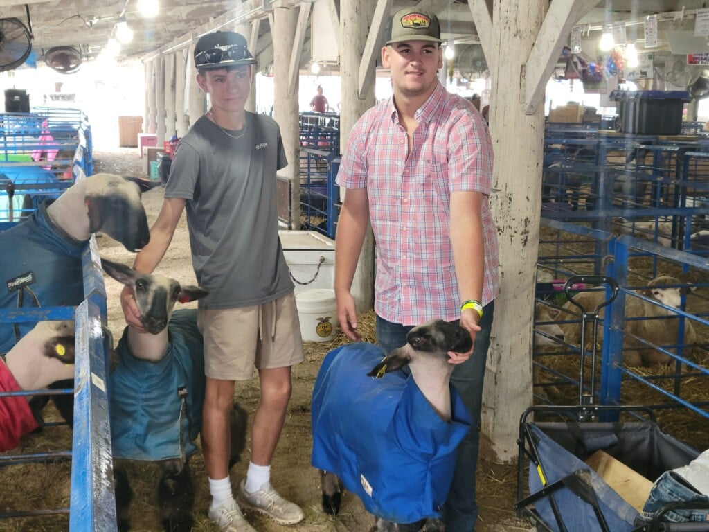 Briar Wilson (left) and Dalton Stewart (right) show sheep at the Muskingum County Fair.