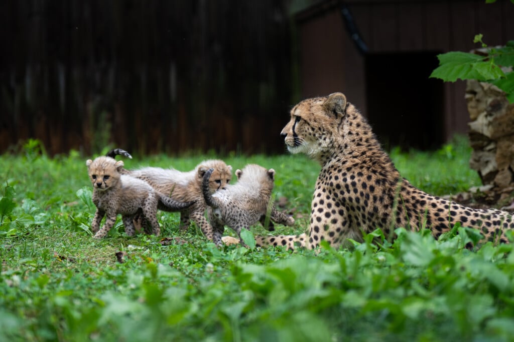 Cheetah Cubs Kukis 2026 8217 Grahm S Jones Columbus Zoo And Aquarium