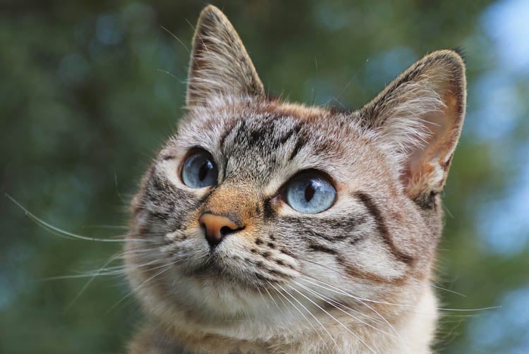 Domestic Cat (felis Catus)