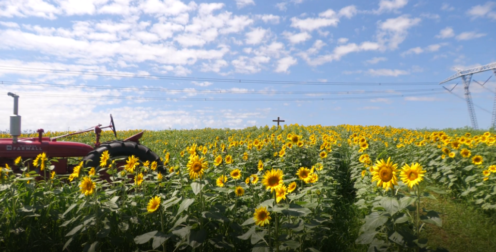 Sunflower Pic