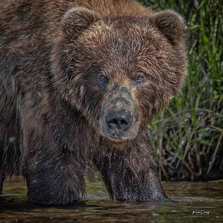 Bear