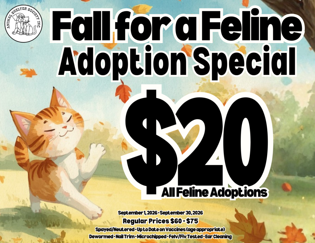 Fall For A Feline