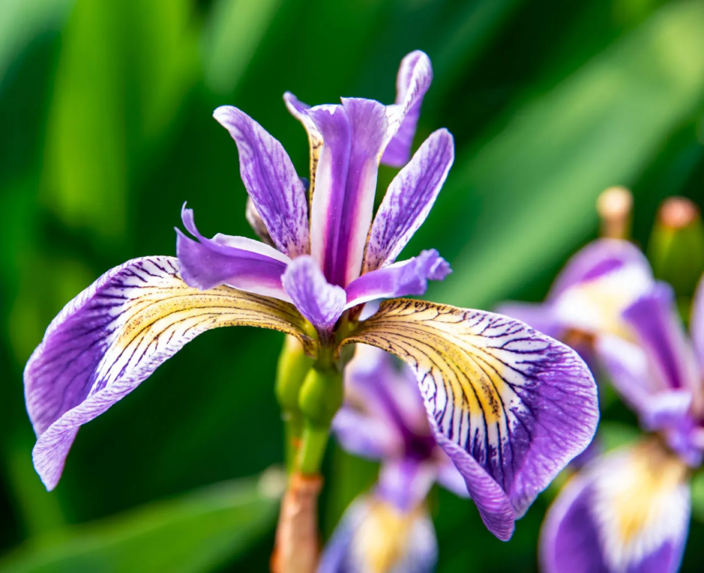 Purple Iris Flower Plant