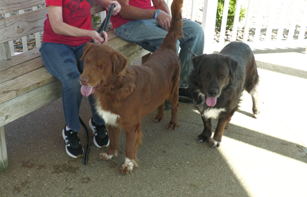Fats (left) and Tank (right) are the dogs of the week at the Muskingum County Sheriff's K-9 Adoption Center.