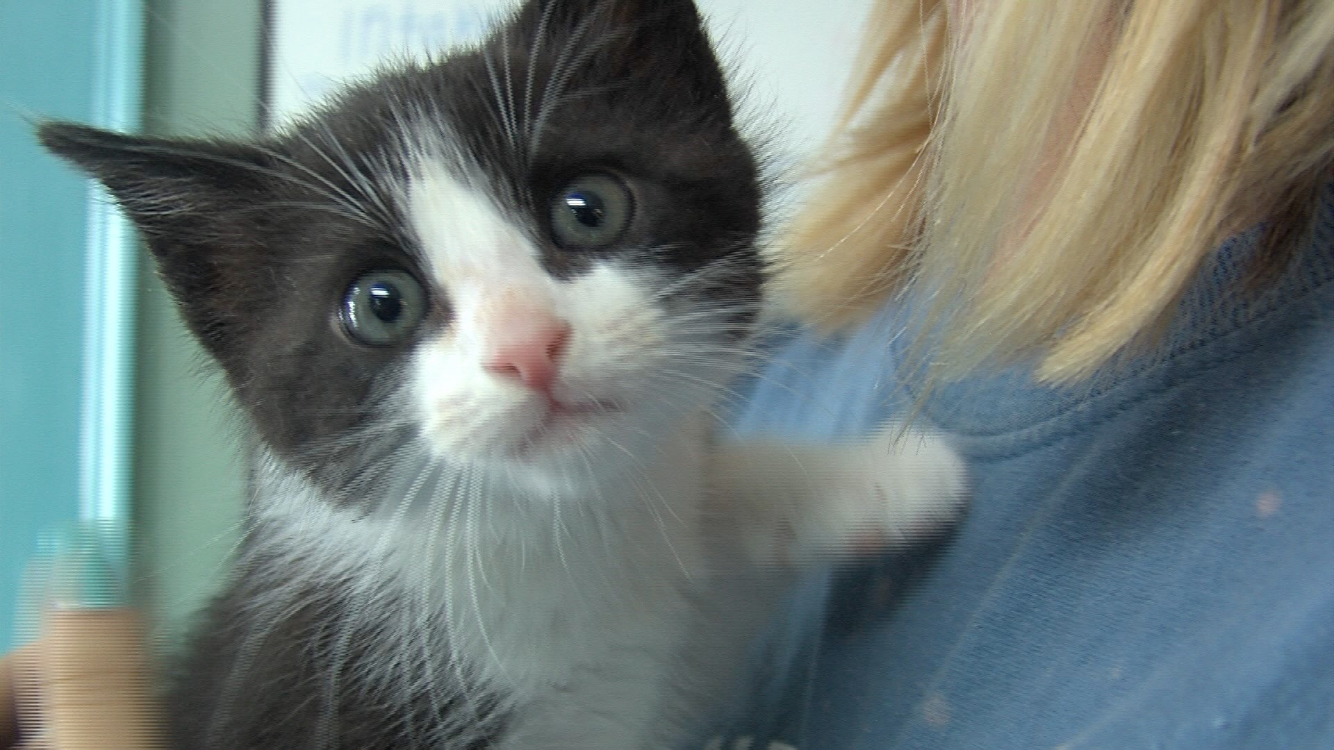 Animal Ark Shelter Sees Increase in Kittens - WLTZ